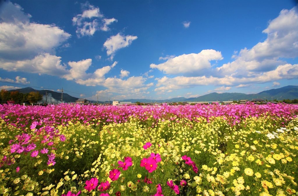 🌸 꿈 코스모스 동산(유메 코스모스 엔) 이미지 9